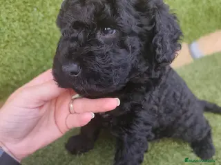 Perro de Agua Español perros ABRIMOS RESERVAS - Anuncio 1