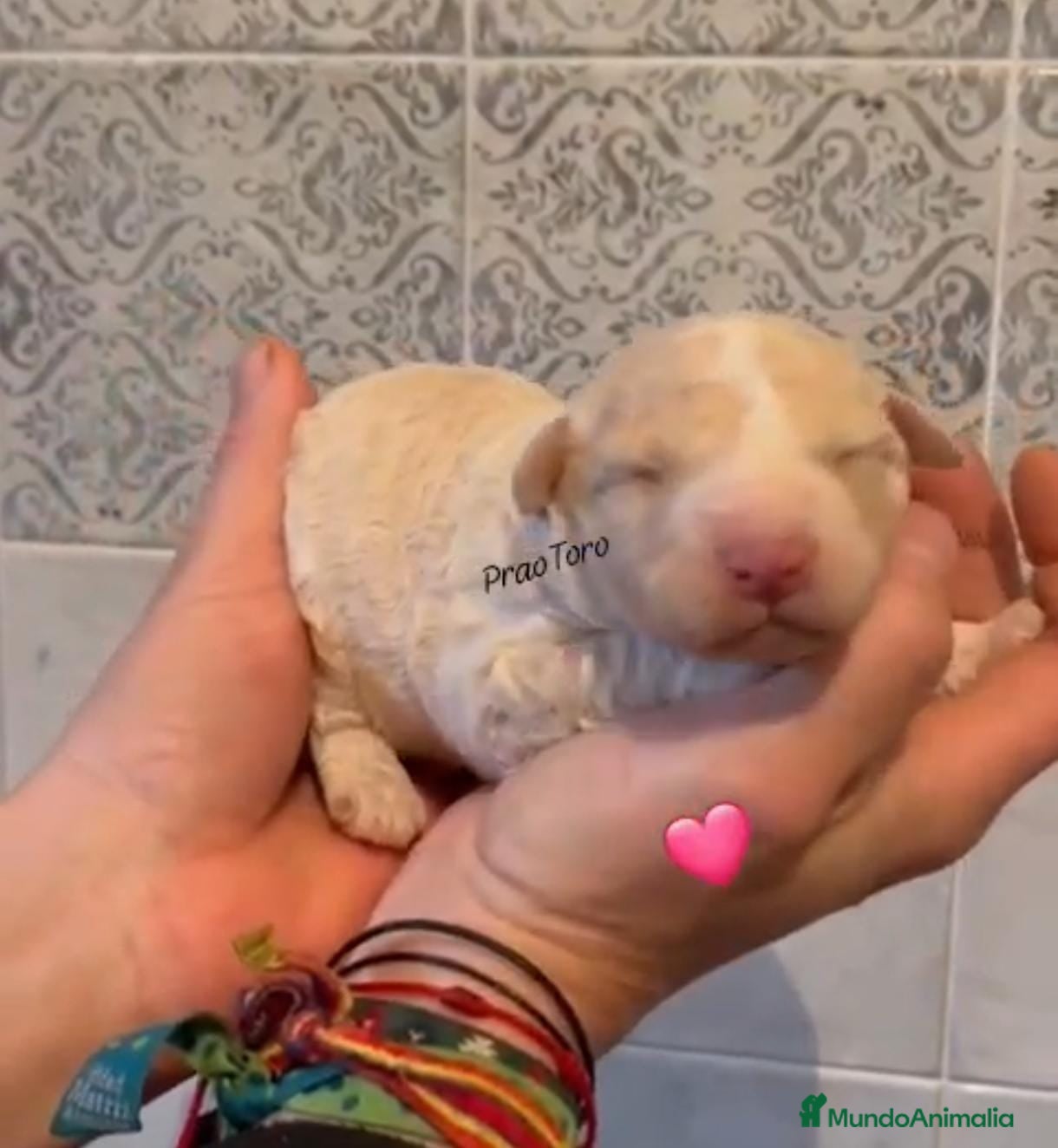 Perro de Agua Español perros Espectaculares perros de agua - Anuncio 1