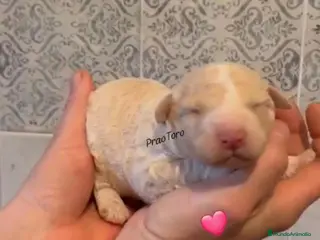 Perro de Agua Español perros Espectaculares perros de agua - Anuncio 1