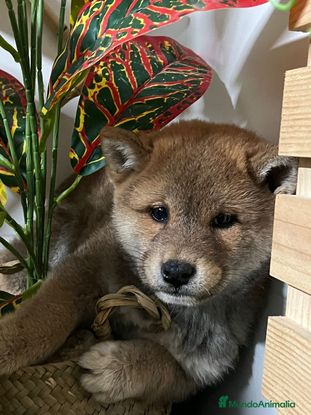 Shiba Inu perros en venta: SHIBA INU - Anuncio 6
