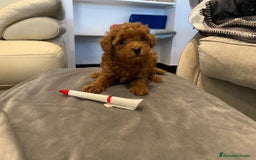 Caniche Toy perros en venta: caniche toy - Imagen 4