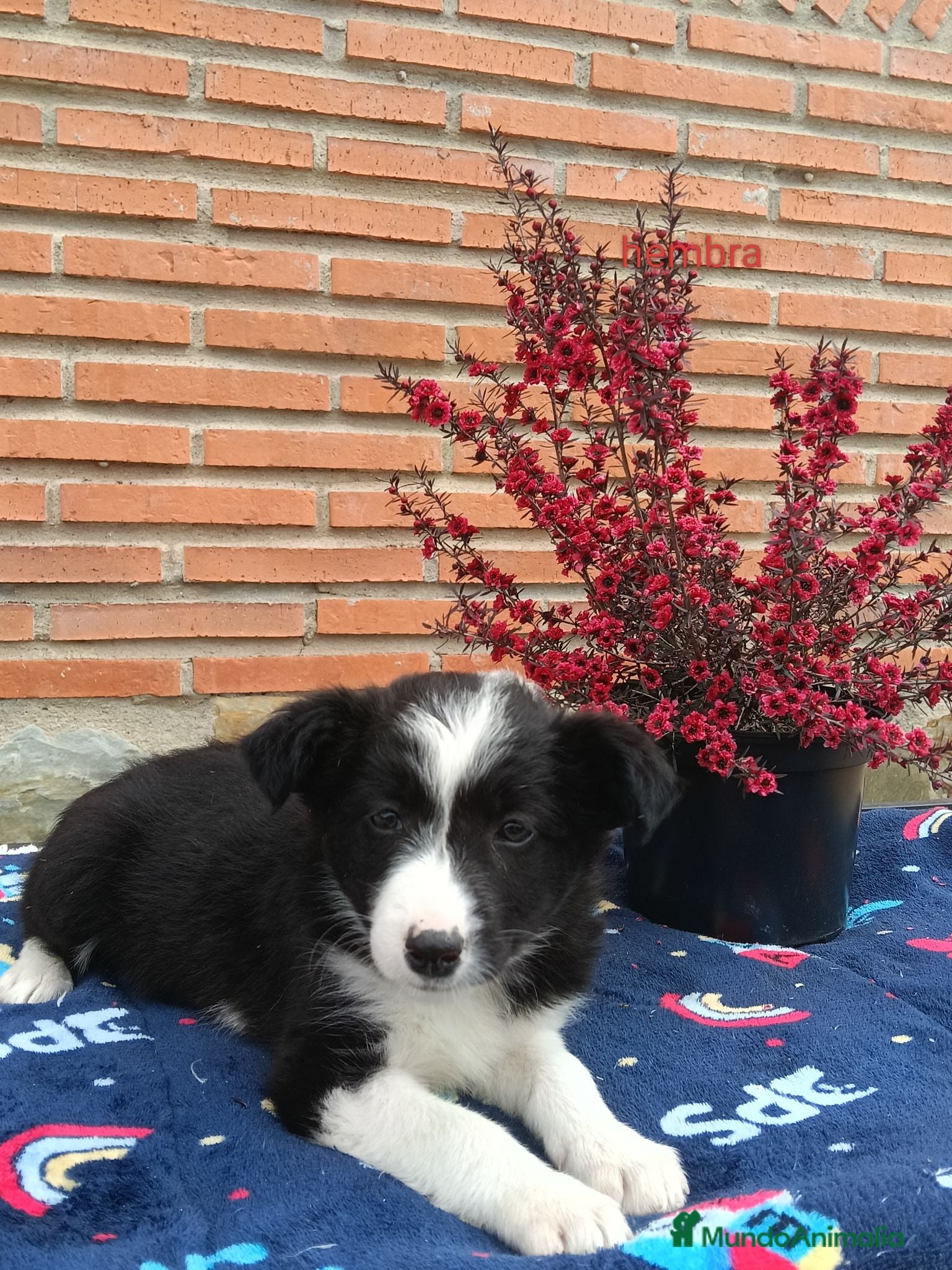 Border Collie perros  camada de border collie todos los colores - Anuncio 2