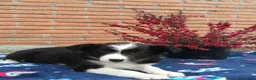 Border Collie perros en venta:  camada de border collie todos los colores - Anuncio 1