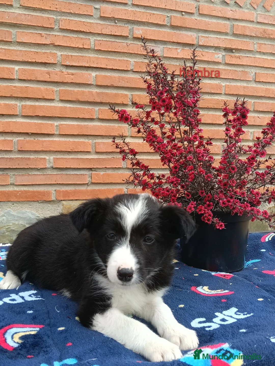 Border Collie perros en venta:  camada de border collie todos los colores - Anuncio 1