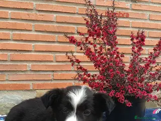 Border Collie perros camada de border collie todos los colores - Anuncio 1