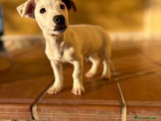 Jack Russell Terrier perros Cachorros de Jack russell - Anuncio 1