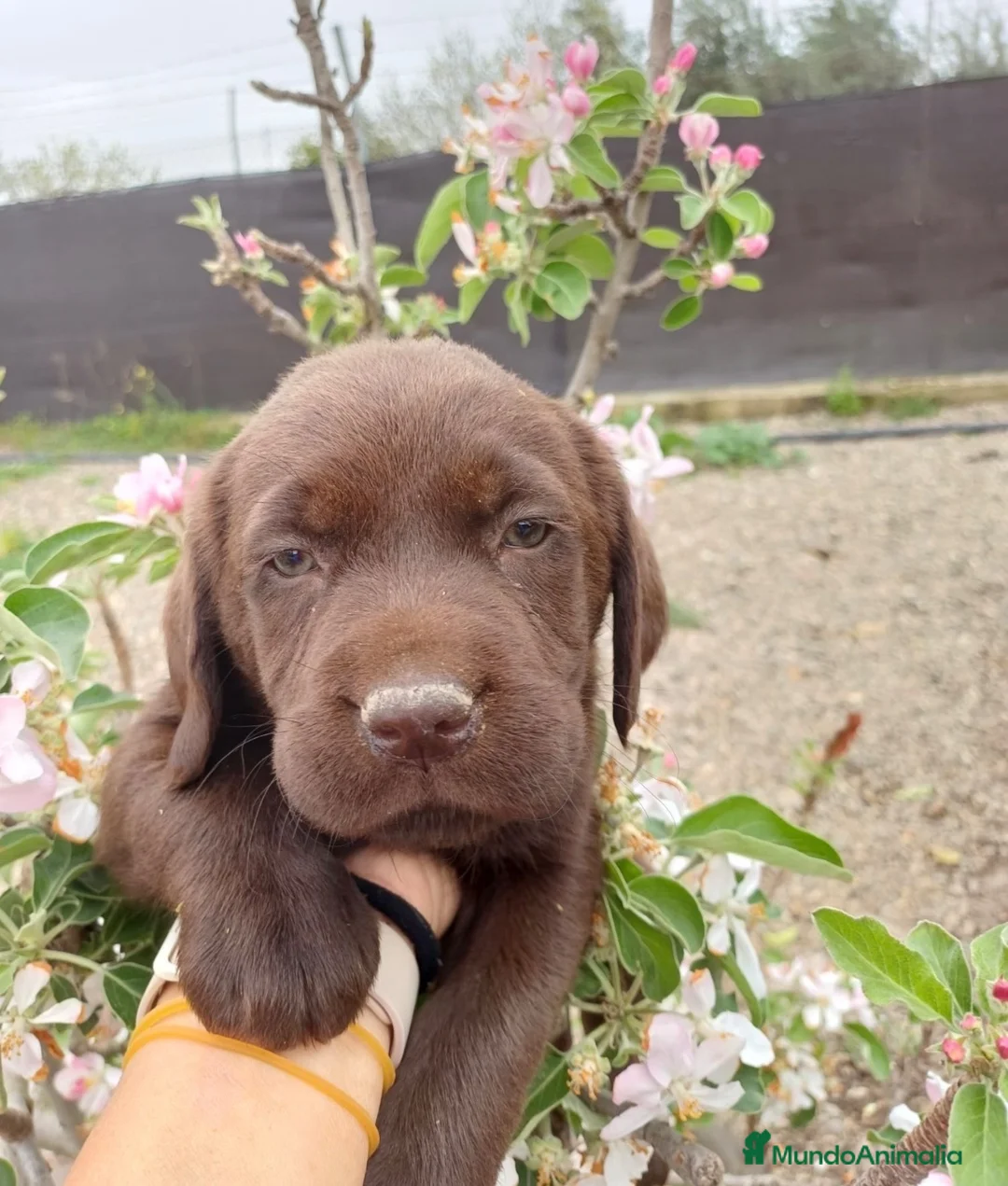 Labrador Retriever perros en venta: Labrador retriever chocolate 🐶🐾 en Cádiz - Anuncio 4