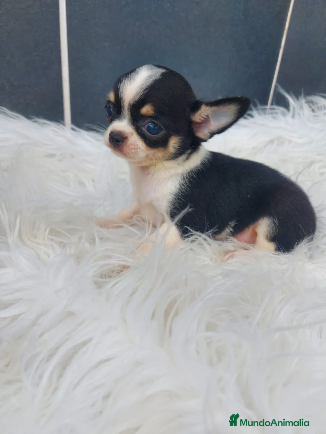 Chihuahua perros en venta: Cachorros de chihuahua mini Toy  - Anuncio 2