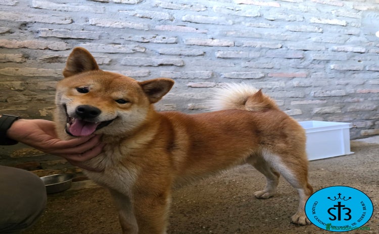 Shiba Inu perros - Propaganda 1