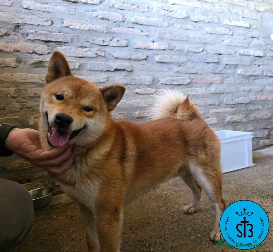 Shiba Inu perros en venta: SHIBA INU ADULTO PEDEGREE(LOE) - Imagen 1
