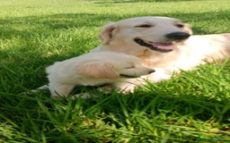 Golden Retriever perros en venta: Camada de Golden Retriever  - Imagen 4