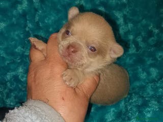 Chihuahua perros Cachorro de chihuahua enano - Anuncio 15
