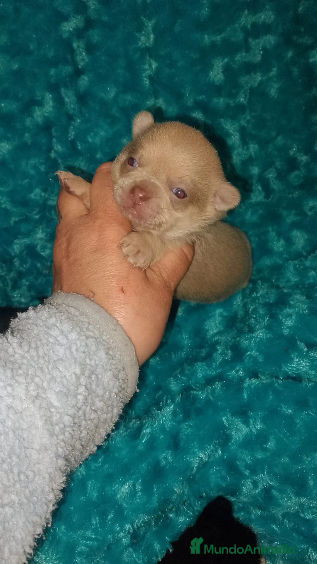 Chihuahua perros en venta:  chihuahua lilac ojos azul grises una pasada  - Anuncio 3