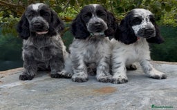 Cocker Spaniel Inglés perros en venta: Excelentes cachorros cocker ingles - Imagen 1