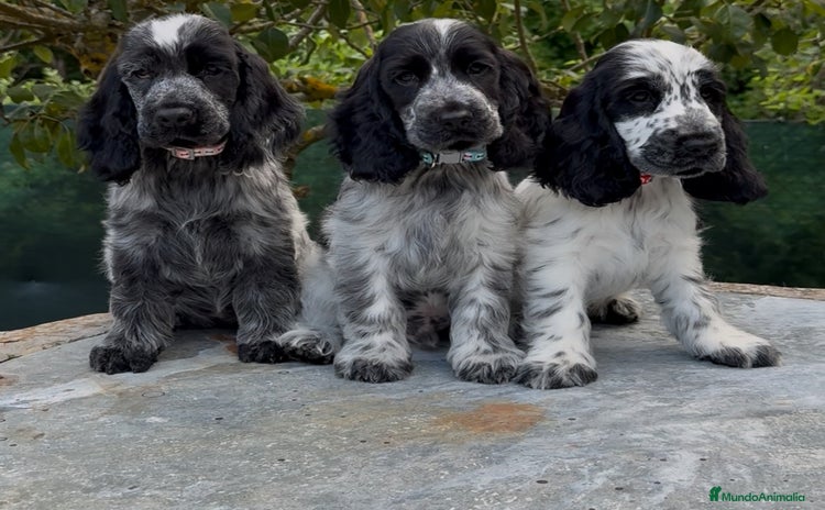 Cocker Spaniel Inglés perros - Propaganda 2