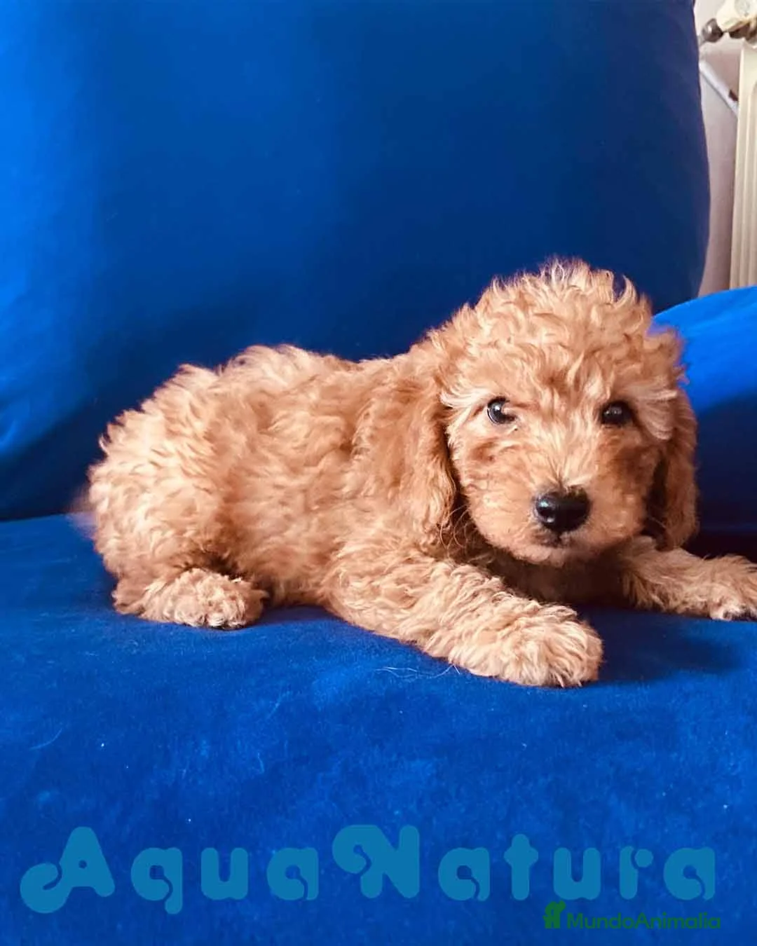 Caniche Toy perros en venta: Camada Caniches Barbie y Can - AQUANATURA en Barcelona - Anuncio 7