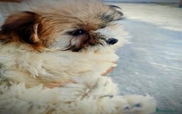 Raza Mixta perros en venta: Cachorritas malvi - Anuncio 1