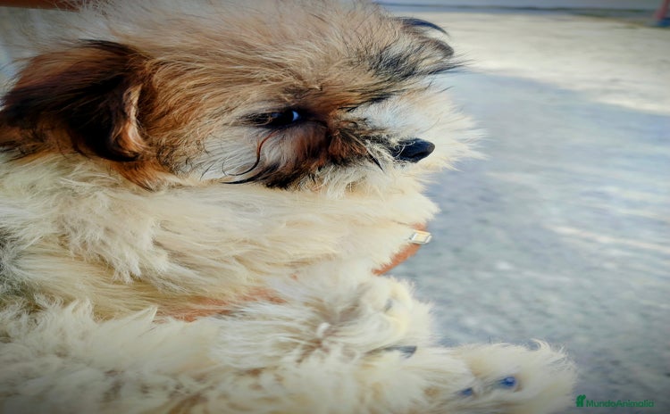 Raza Mixta perros Cachorritas malvi - Anuncio 2