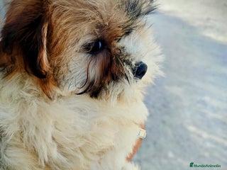 Raza Mixta perros Cachorritas malvi - Anuncio 2