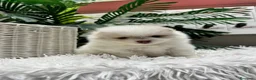 Pomerania perros en venta: POMERANIA  - Anuncio 17