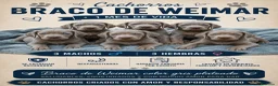 Weimaraner perros en venta: Preciosa camada de Braco de Weimar  en Barcelona - Anuncio 8