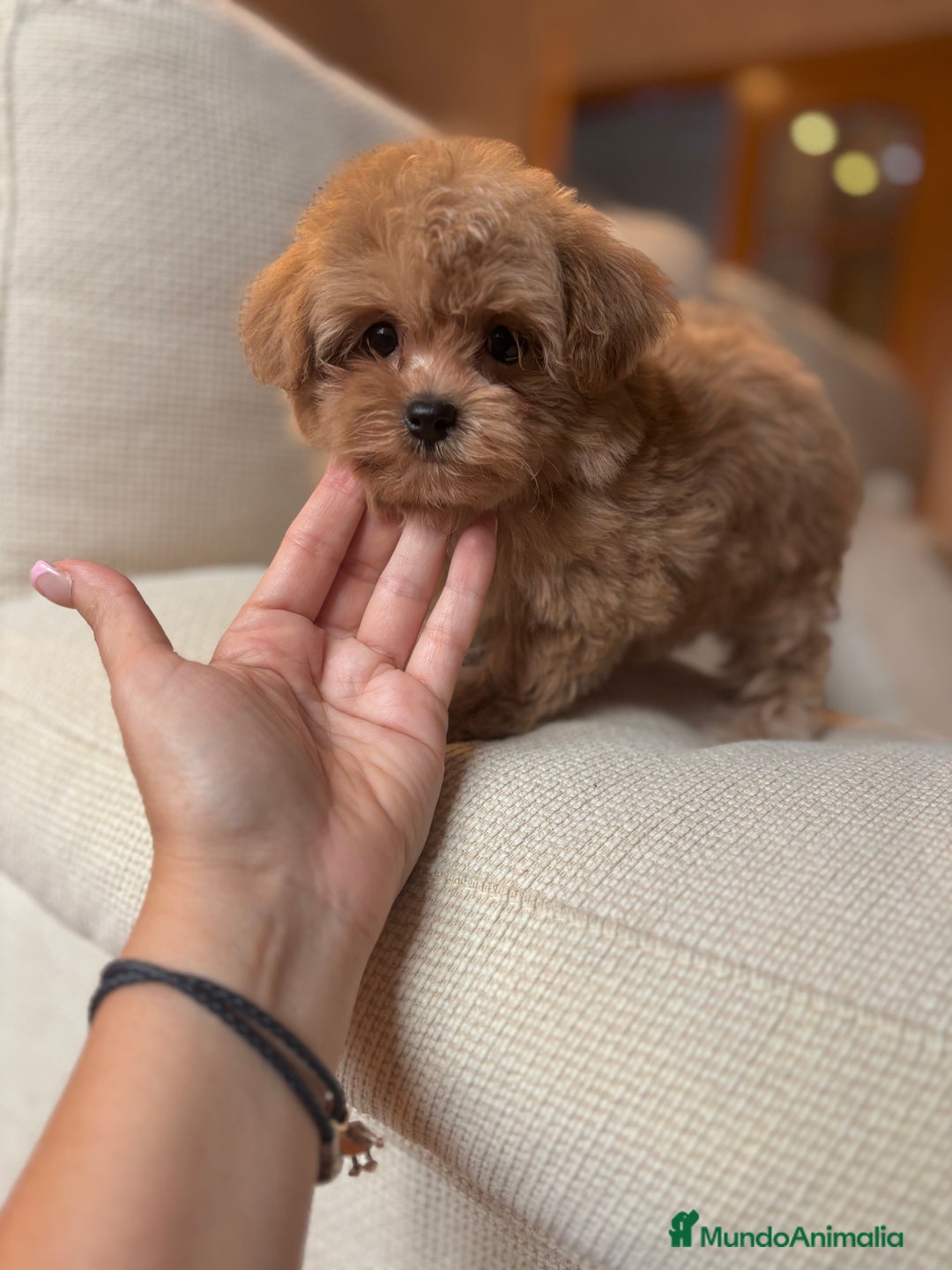 Maltipoo perros en venta: Maltipoo toy hembra  - Anuncio 2