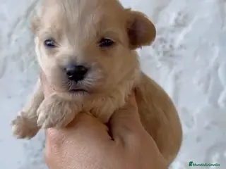 Maltipoo perros Espectaculares maltipoo en Málaga - Anuncio 3