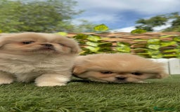 Pekinés perros en venta: PEKINES IMPERIAL HEMBRA - Imagen 5