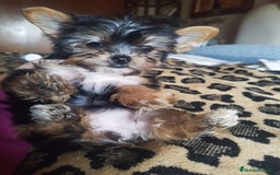 Yorkshire Terrier perros en venta: YORKSHIRE TOY - Imagen 4