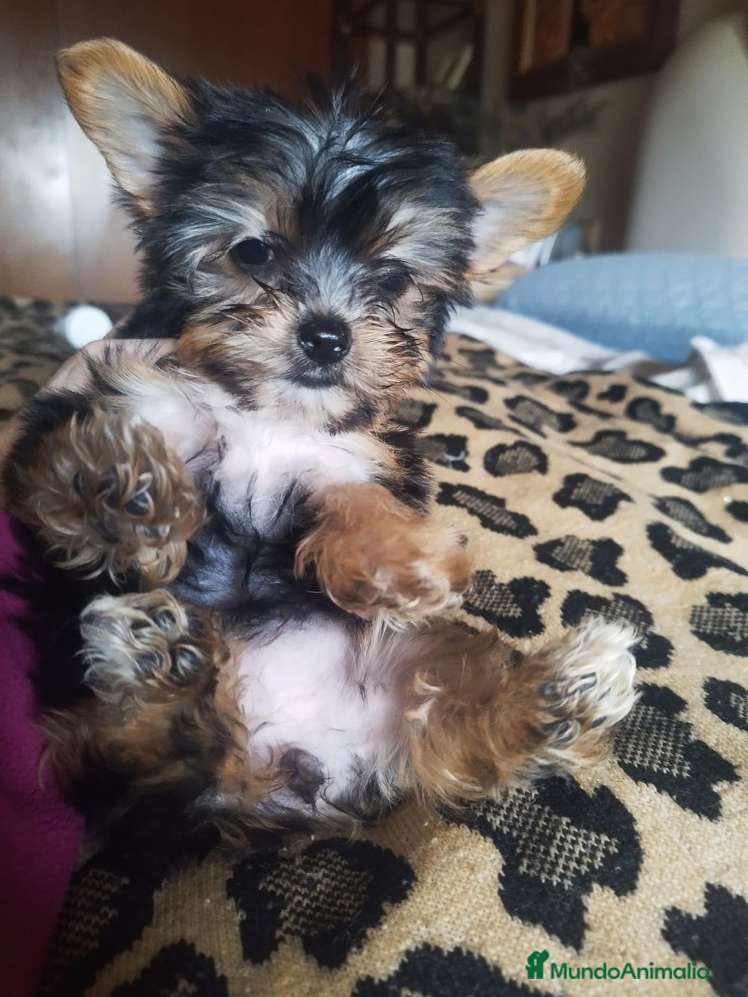 Yorkshire Terrier perros en venta: YORKSHIRE TOY - Imagen 4