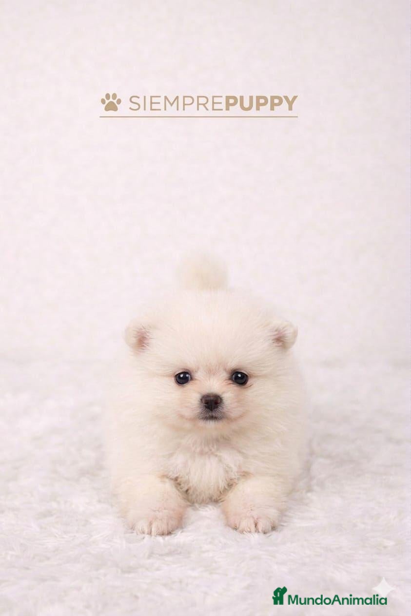 Pomerania perros POMERANIA HEMBRA MINI TOY - Anuncio 1