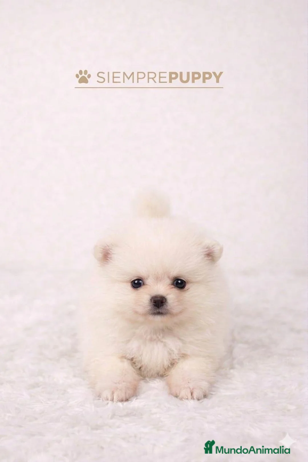 Pomerania perros en venta: POMERANIA HEMBRA MINI TOY - Anuncio 1