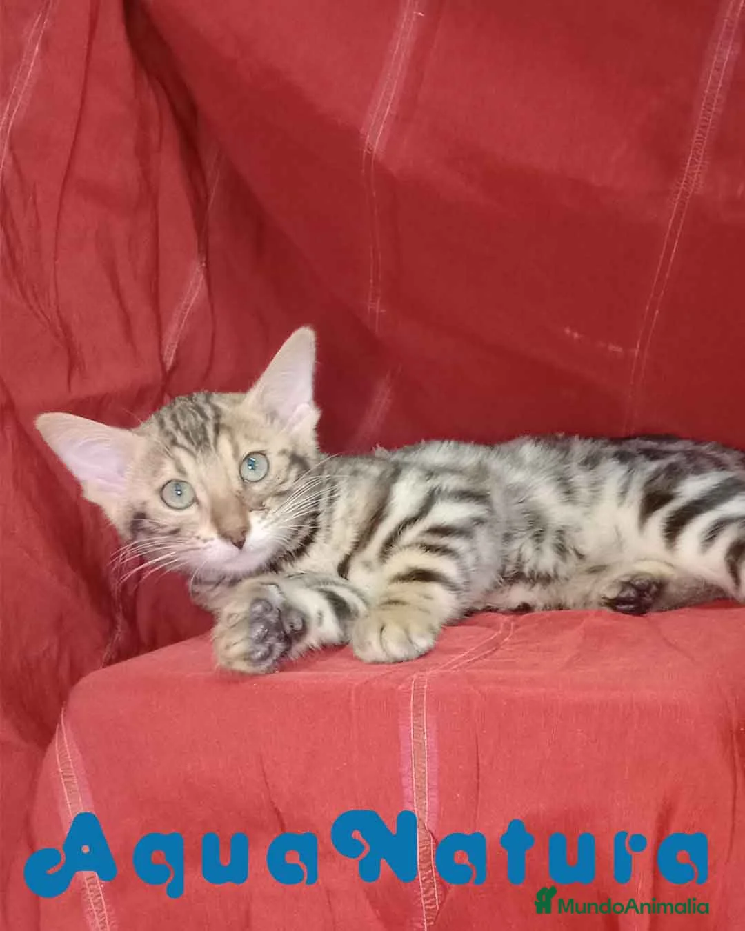 Bengalí gatos en venta: Bengali Hembra 6262 - AQUANATURA en Barcelona - Anuncio 5