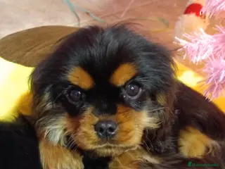 Cavalier King Charles Spaniel perros Cachorro macho negro fuego - Anuncio 3