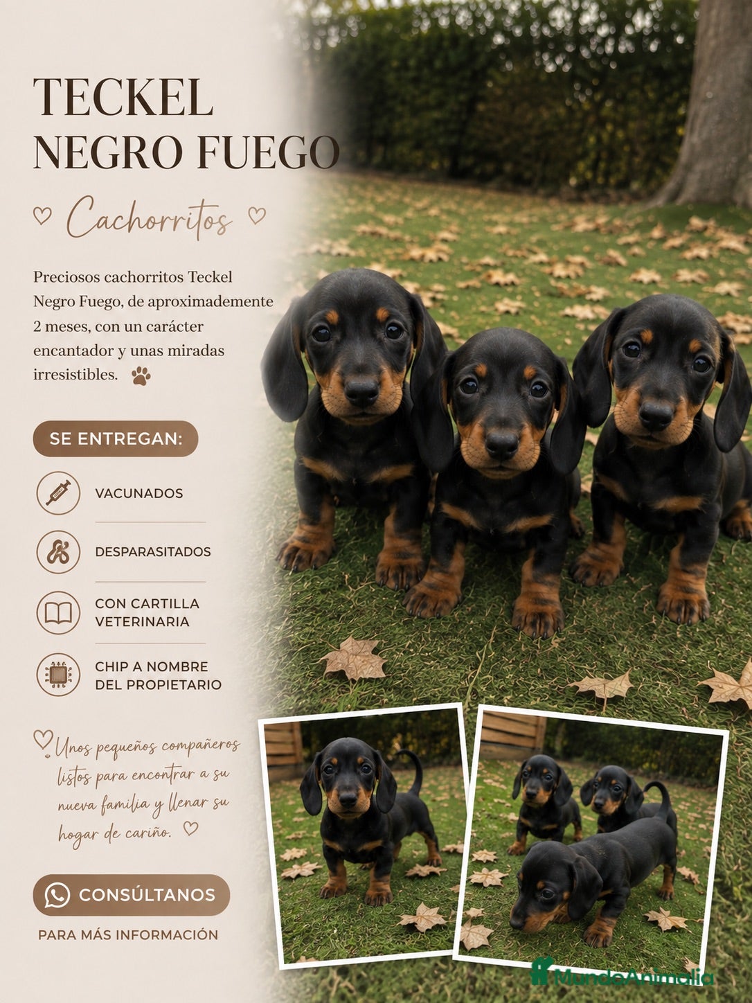 Teckel perros TECKEL NEGRO FUEGO 🖤🤎 - Anuncio 1