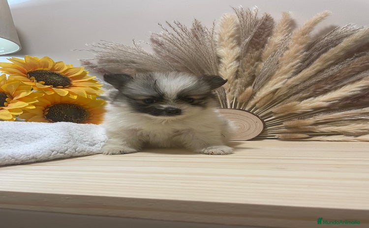 Pomerania perros - Anuncio 5