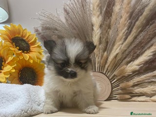 Pomerania perros - Anuncio 40