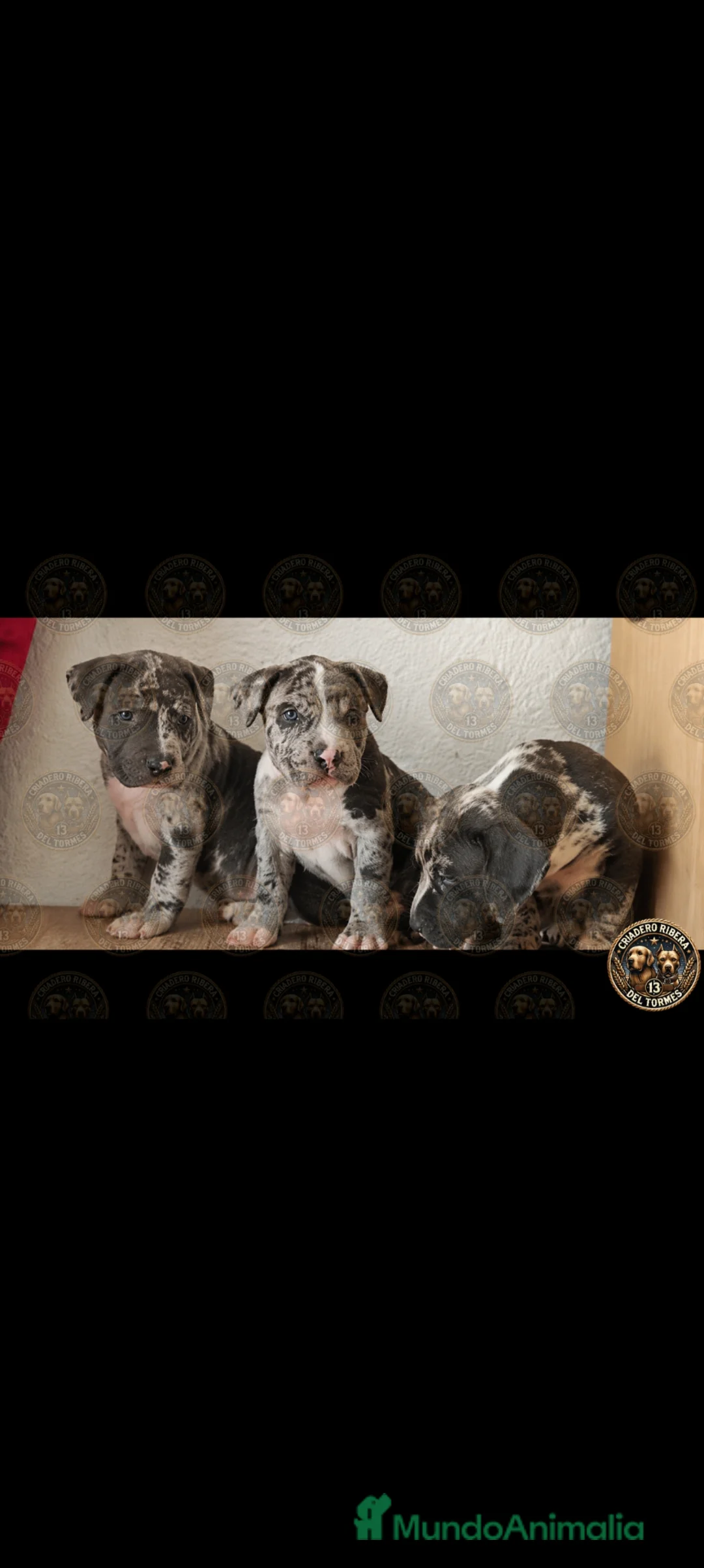 American Pit Bull Terrier perros en venta: Pitbull blue  - Anuncio 3