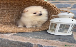 Pomerania perros en venta: Pomerania de caramelo para entregar !! - Imagen 1