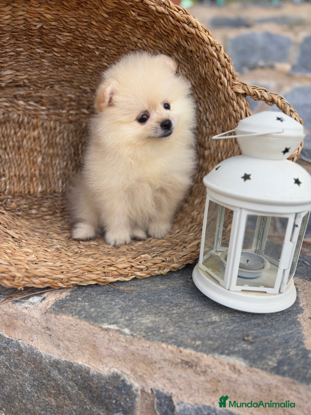 Pomerania perros en venta: Pomerania de caramelo para entregar !! - Imagen 1