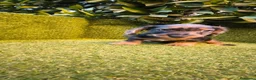 Teckel Miniatura perros en venta: teckel miniatura arlequín pelo largo  - Anuncio 2