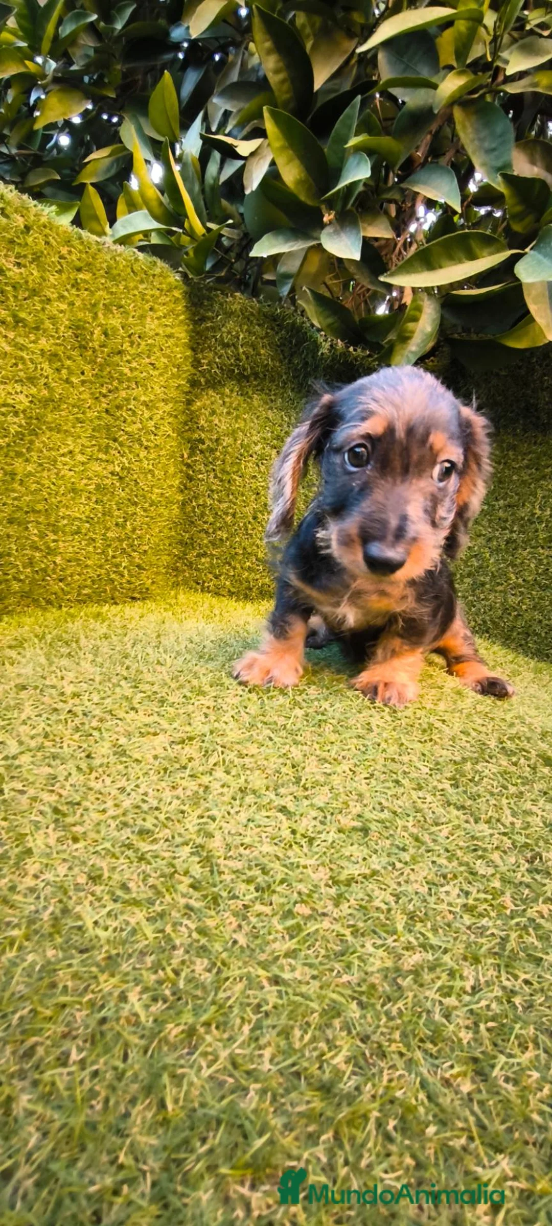 Teckel Miniatura perros en venta: teckel miniatura arlequín pelo largo  - Anuncio 2