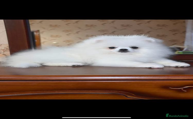 Pomerania perros - Anuncio 1