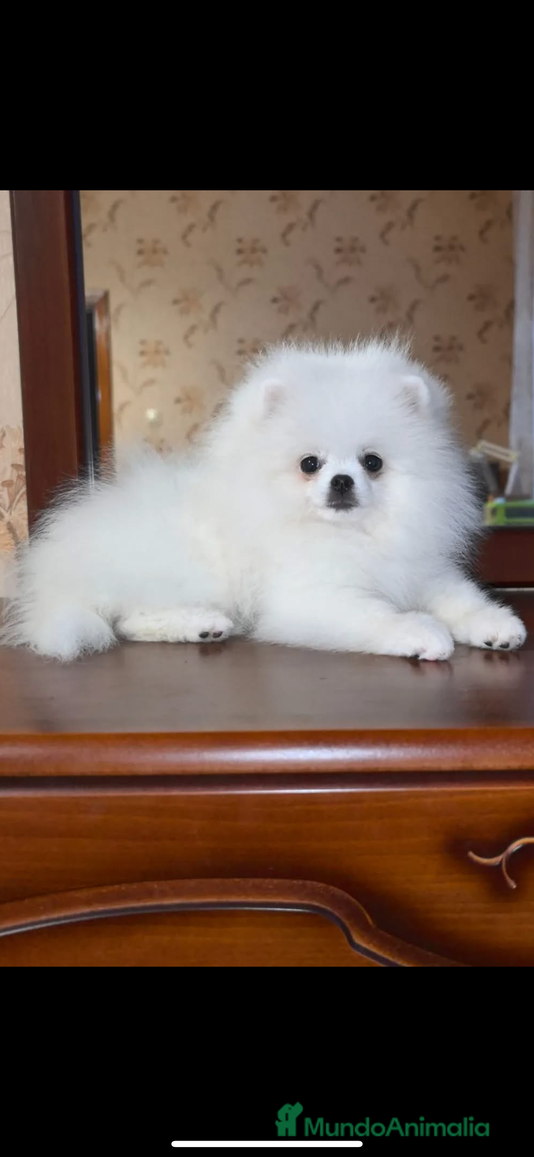 Pomerania perros en venta: lulú pomerania  - Imagen 1