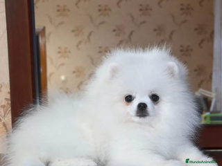 Pomerania perros - Anuncio 11