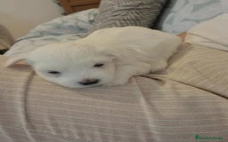 Bichón Maltés perros en venta: Preciosa camada de Bichon maltés  - Imagen 3