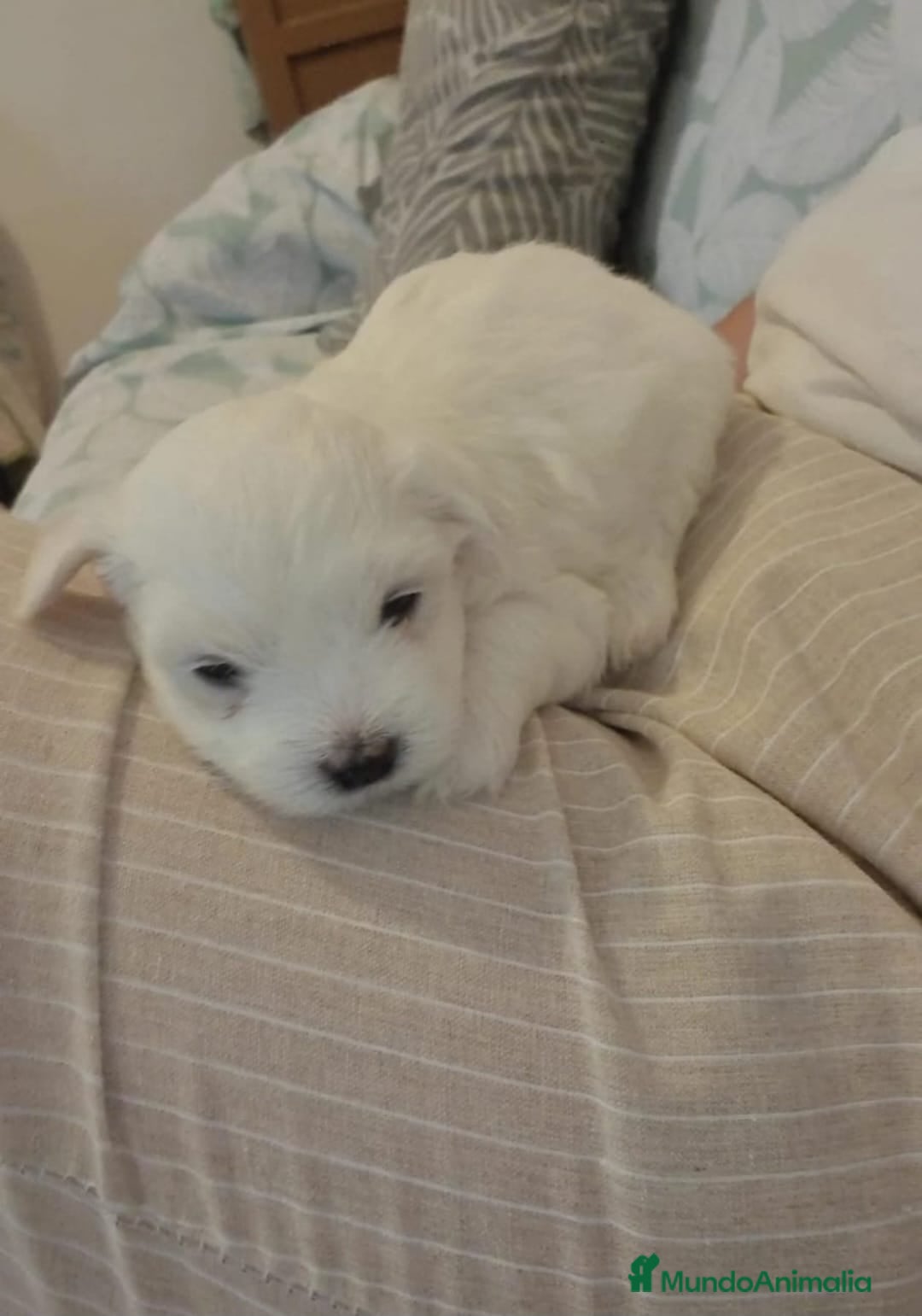 Bichón Maltés perros en venta: Preciosa camada de Bichon maltés  - Imagen 3