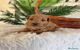 Caniche Toy perros en venta: CANICHE TOY - Imagen 16