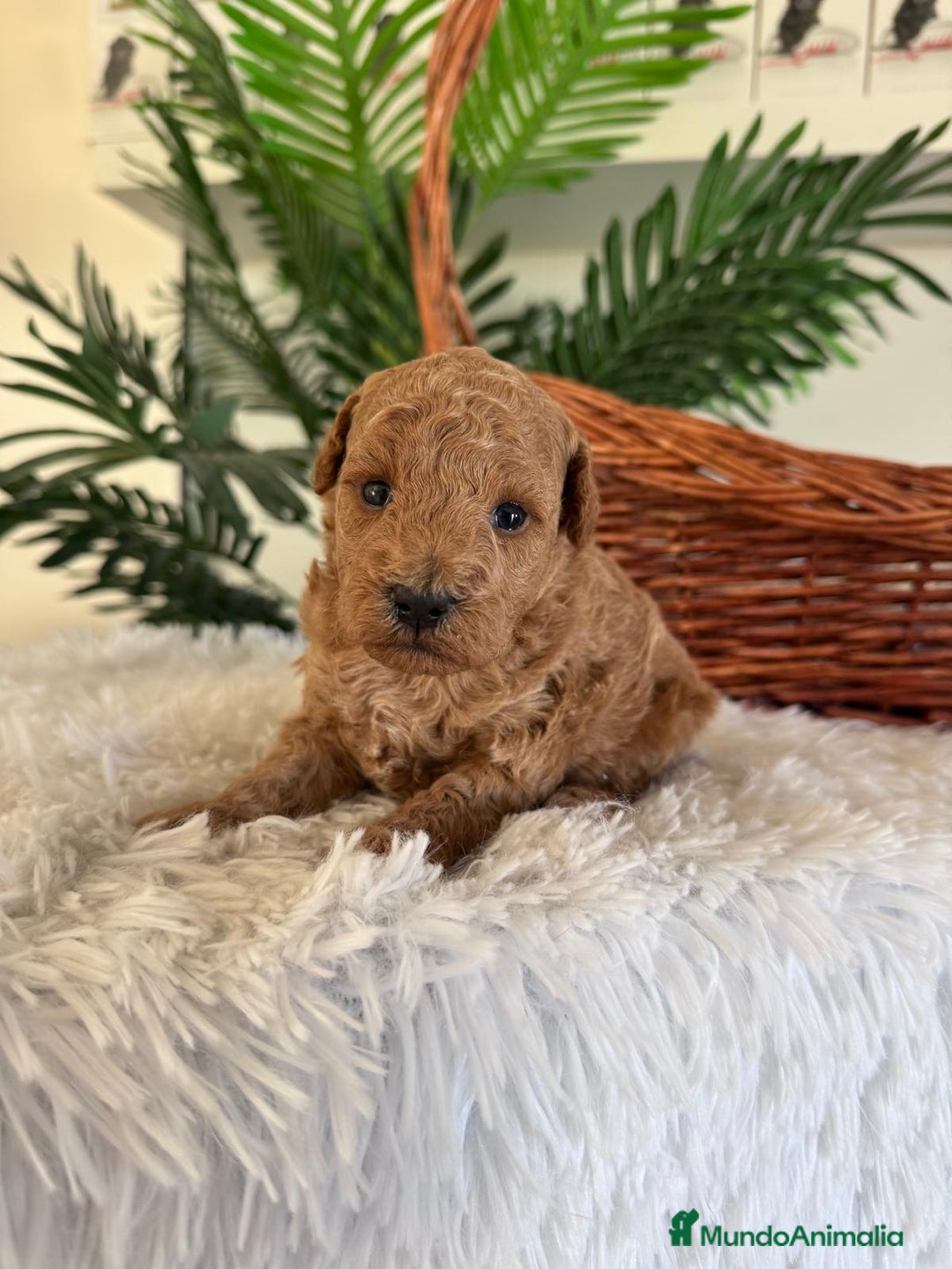 Caniche Toy perros en venta: CANICHE TOY - Imagen 16