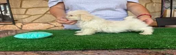 Shih Tzu perros en venta: Machos de shihtzu  - Anuncio 5